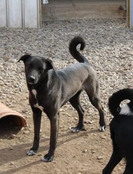 Fritzi möchte gesehen werden - Celle