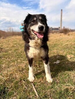 Nora sucht ein neues Zuhause - Blankenheim (Nordrhein-Westfalen)