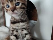 Bengal Kitten - Heilbronn