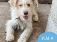 Schüchterne Nala sucht ihr Zuhause - Tarmstedt