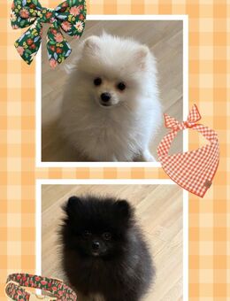 Zwergspitz / Pomeranian - Dorsten