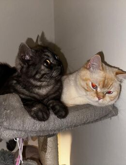 2 Kater (BKH / Perser) suchen eine Pflegefamilie (für 6 Monate) oder neues Zuhause - Leverkusen