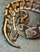 Königspython Gravel in 74579