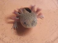 Axolotl zu verkaufen - Sulzfeld (Baden-Württemberg)