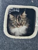 Katzenkinder Maine Coon /BLH in 04178