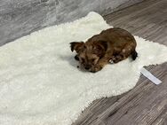 Yorkshire Terrier Chihuahua Mix Welpen ( Chorkie) - Bockenau