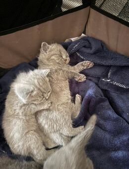 Britisch-kurzhaar kitten - Bremen