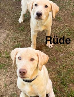 Reinrassige Labrador Welpen mit Ahnentafel gelb Abgabebereit - Bad Wildungen