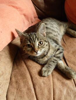 gesunde, aktive BKH-Mischlings-Katze sucht ein schönes geräumiges Zuhause - Meinhard