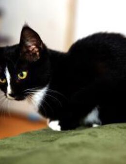 Katzenkind MOMO sucht ihr Zuhause! - Berlin