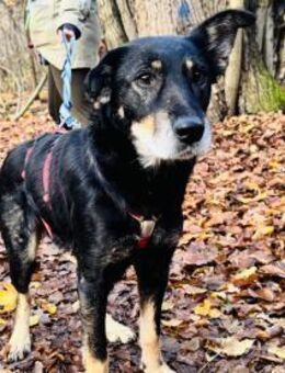 aufgeweckte, liebenswerte Lupa sucht - Berlin