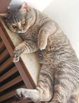 Bkh Katze grau - Düsseldorf