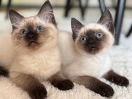 Siam kitten abholbereit - Aachen