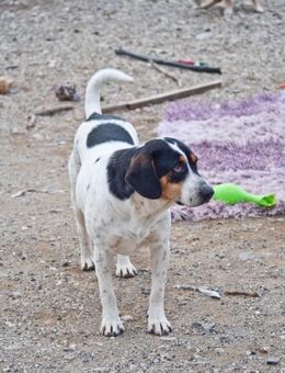 Harvi sucht ihre eigene Familie! - Krefeld