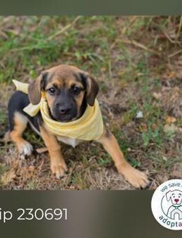 Chip 230691: Hundekind sucht ein Zuhause - Kirchzell