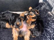 Yorkshire Terrier Welpen - Greven Zentrum