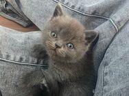 Reinrassige BKH Kitten in liebevolle Hände abzugeben! - Remscheid