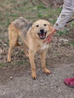 Freundlicher Hundebub DASH sucht ♥️ - München