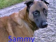 SAMMY ❤ Vermittlungshilfe! - Langenhagen