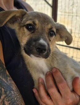 SUSIE ~ kleine Zuckerschnute - Duisburg