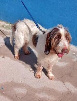 EKAIT - ihr Besitzer ist verstorben - Sulzbach-Laufen