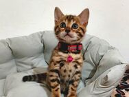 Bengal Katze
