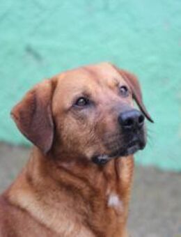 Liebenswerter Boston sucht Endstelle - Insheim