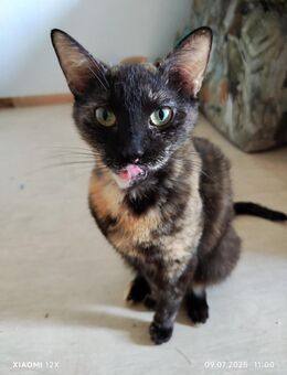 Hauskatze Flecki sucht neues Zuhause - Wriezen
