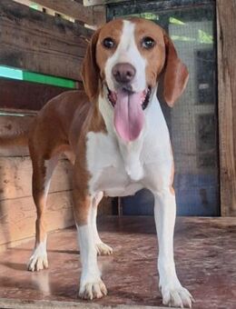 Rosie 💗 liebevolle, aktive Bracken-Lady - Hamburg