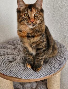 Kurilian Bobtail Kitten Katzenbaby Katze - Mosbach
