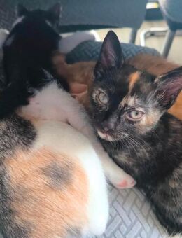 Süsse Katzenbabys - Villingen-Schwenningen