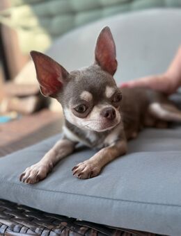 Reinrassige Chihuahua Lilac Hündin - Hanau (Brüder-Grimm-Stadt) Wolfgang