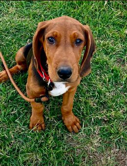 Reinrassiger Jagdhund-Welpe – geimpft, gechipt & entwurmt - Lingen (Ems)