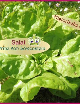 ♥ Salat Prinz von Löwenstein Alte Sorte,Samen,Gemüse Tulpenstolz,selten Saatrarität,Garten,Saatgut bunte Salate,samenfest - Hamburg