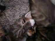 Kitten - Bad Endbach