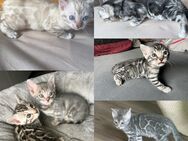 Bengal kitten Snow / Silber und Blue mit Stammbaum - Dortmund