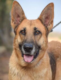 Toska ihr Traum ist ein liebes Zuhause - Laatzen