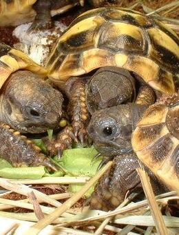 Griechische Landschildkröten Nz 2024. - Gifhorn