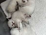 BKH Kitten Silver Shaded nur 2 Mädchen verfügbar - Leverkusen