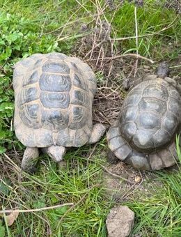 Maurische & Griechische Landschildkröten - Inchenhofen