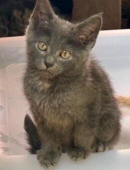 Maine Coon Bkh Mix kitten - Kirchheimbolanden