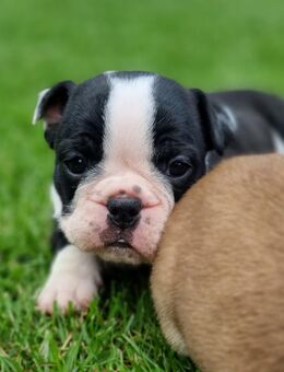New English Bulldog, Alternative Bulldogge, Bulldogge, Französische Bulldogge - Gera