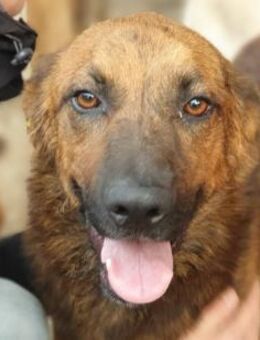 Aurelian-aufgeschlossener Rüde, 56 cm - Rösrath