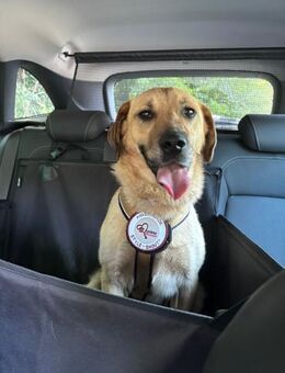 Bailey sucht sein Körbchen für immer🍀 - Freilassing