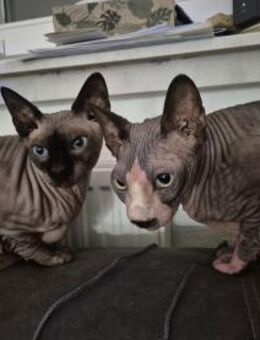 Sphynx-Kater verschmust suchen Happyend - Rambin