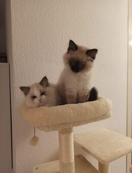 Ragdoll Kitten - Pforzheim