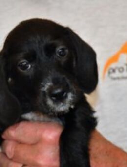 Nala sucht eigenes Zuhause - Neuss