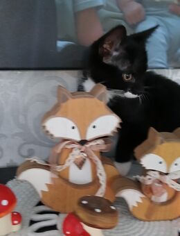Letzter kater. - Wipperfürth (Hansestadt)
