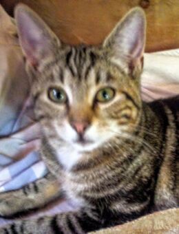 Kätzchen, Maincoon-russischblau Mix , noch ein Kätzchen - Hamburg Hamburg-Nord