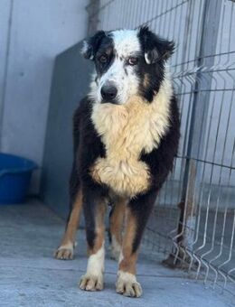 Tina von kettenlos - Bollingstedt